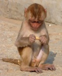 Cria de macaco en el Templo de los Monos- Galta