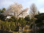 cementerio Yanaka 01
Yanaka, Cementerio, Tokyo, cementerio, primavera