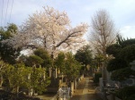 cementerio Yanaka 01