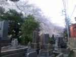 Cementerio Yanaka 02
Cementerio, Yanaka, Primavera