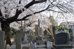 Cementerio Yanaka 4