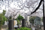 Cementerio Yanaka 7
Cementerio, Yanaka, primavera