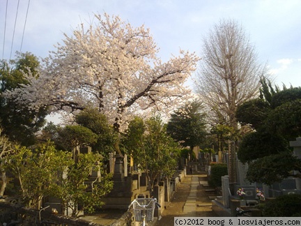 cementerio Yanaka 01
Cementerio de Yanaka, Tokyo, primavera 2012
