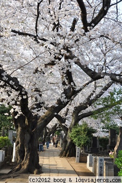 Cementerio Yanaka 8
Cementerio Yanaka primavera 2012
