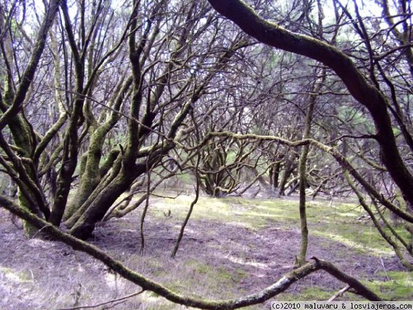 Parque Nacional de Garajonay
El Parque Nacional de Garajonay se encuentra en la isla de La Gomera. En 1986 fue declarado Patrimonio de la Humanidad por la Unesco.
