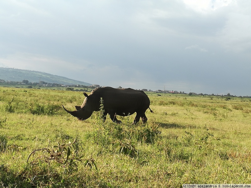 Un poquito de Kenia: Lagos Naivasha y Nakuru, Samburu y Masai Mara - Blogs de Kenia - EL PARQUE NACIONAL DEL LAGO NAKURU (12)