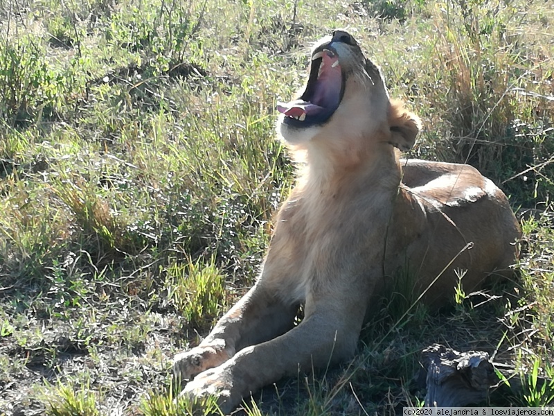 NOS VAMOS A MASAI MARA - Un poquito de Kenia: Lagos Naivasha y Nakuru, Samburu y Masai Mara (31)