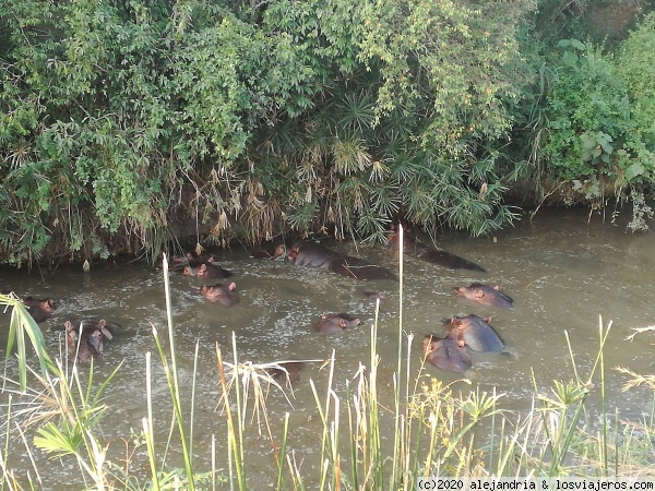 Una hippo pool
En Masai Mara
