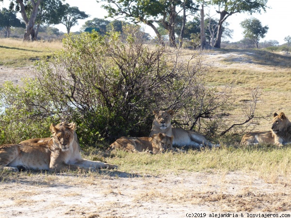 Gatitos tranquilos - PN Hwange
Grupo de leonas y leones macho jóvenes pertenecientes a un grupo de 16 felinos del PN Hwange
