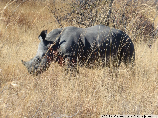 Rinoceronte hembra -P.N. Matobos
Rinoceronte blanco perteneciente al grupo protegido del P.N. Matobos
