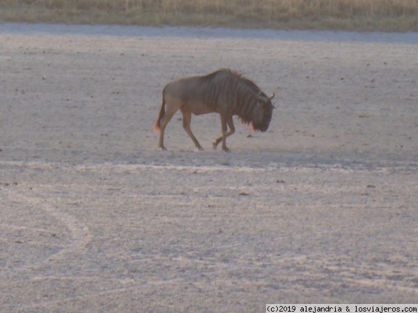 Solitario y perdido
Figura de un solitario ñu que parece haberse quedado rezagado en el Sua Pan (Makgadikgadi Pans)
