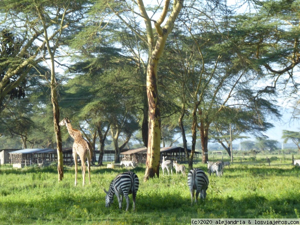 Crescent Island
Acacias Amarillas en Crescent Island
