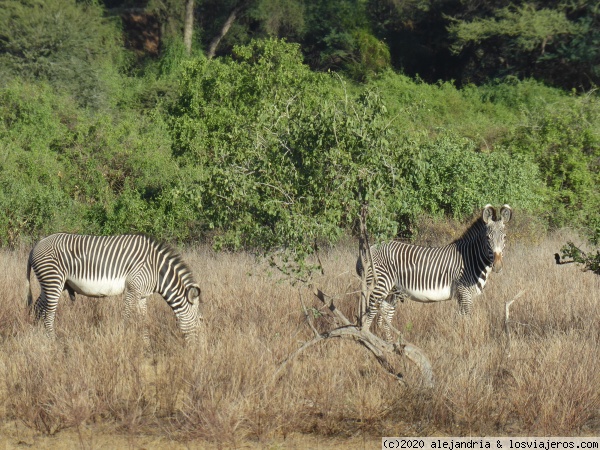 Cebras de Grevy
Cebras de la variedad de Grevy en Samburu
