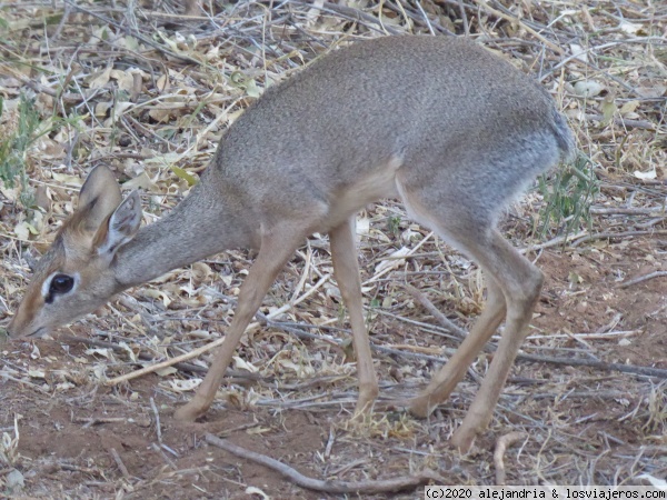 Pequeño Dik Dik
En Samburu
