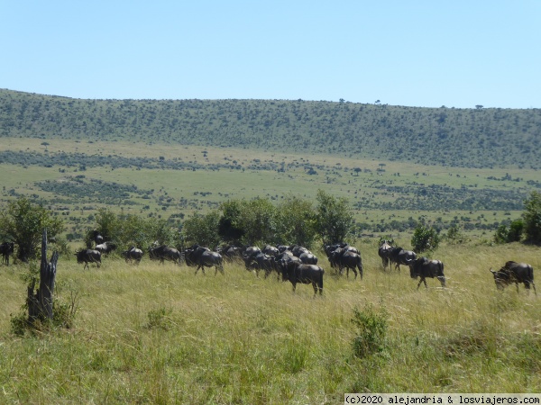 Valle con ñus
Estampa tipica de Masai Mara
