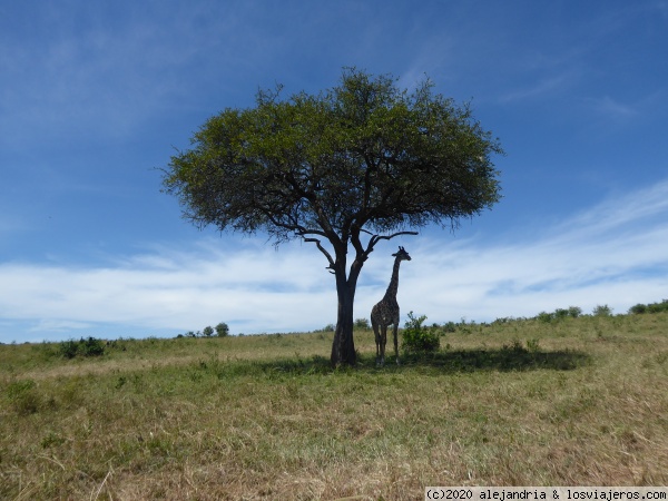 La jirafa y la acacia
Binomio en Masai Mara
