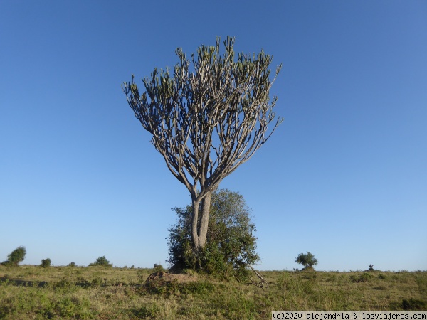 Euphorbia Candelabrum
Masai Mara
