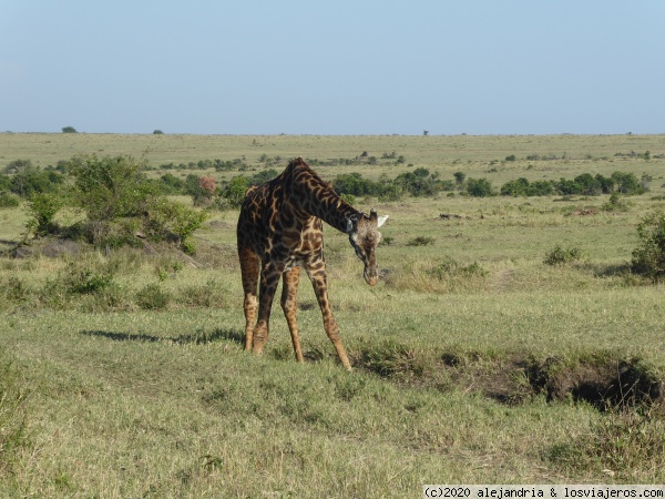 Jirafa Masai
Jirafa en Masai Mara. Ya anciana
