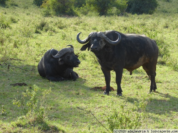 Atardecer de los bufalos
En Masai Mara
