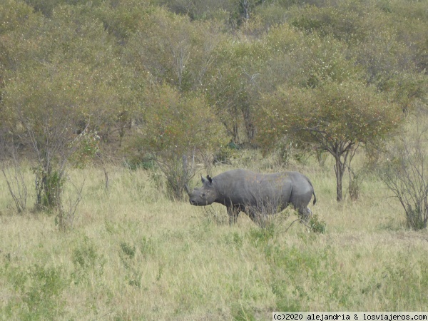 Rinoceronte negro
Uno de los pocos que hay en Masai Mara
