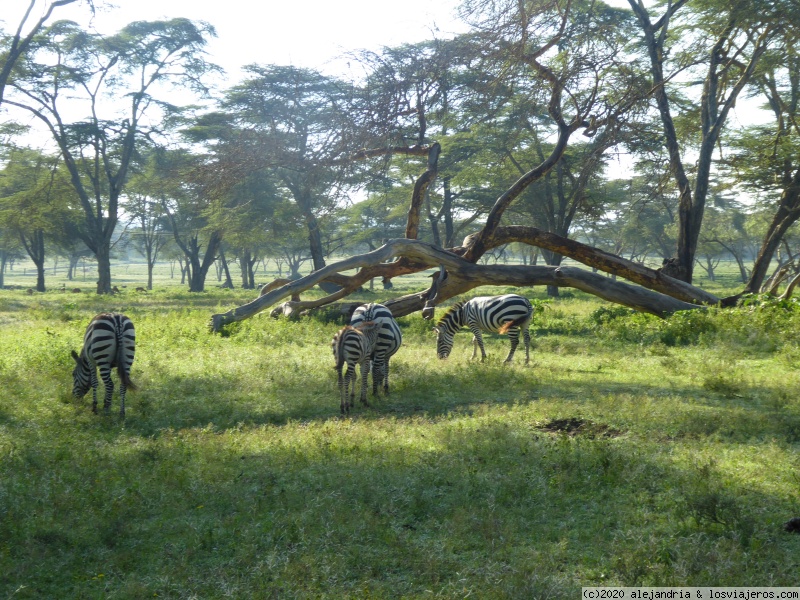 Un poquito de Kenia: Lagos Naivasha y Nakuru, Samburu y Masai Mara - Blogs de Kenia - CRESCENT ISLAND. Santuario de Aves y Herbivoros. (8)