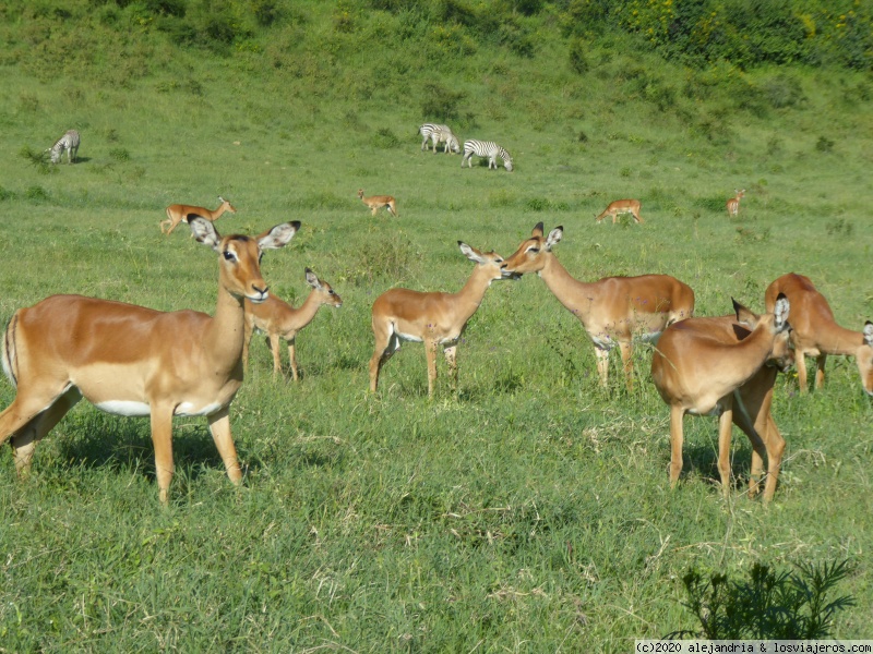 Un poquito de Kenia: Lagos Naivasha y Nakuru, Samburu y Masai Mara - Blogs de Kenia - EL PARQUE NACIONAL DEL LAGO NAKURU (5)