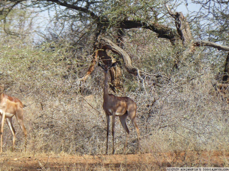 RESERVA NACIONAL DE SAMBURU Y BUFFALO SPRING - Un poquito de Kenia: Lagos Naivasha y Nakuru, Samburu y Masai Mara (4)