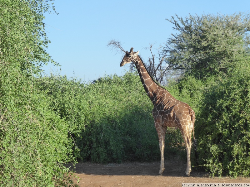 Un poquito de Kenia: Lagos Naivasha y Nakuru, Samburu y Masai Mara - Blogs de Kenia - RESERVA NACIONAL DE SAMBURU Y BUFFALO SPRING (9)