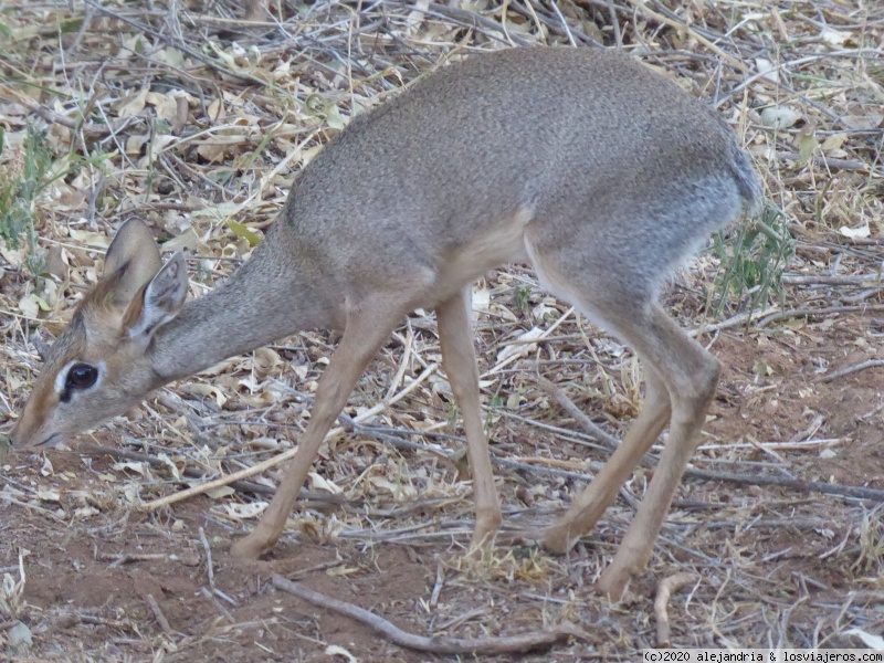 SEGUIMOS EN TIERRAS DE SAMBURU. - Un poquito de Kenia: Lagos Naivasha y Nakuru, Samburu y Masai Mara (7)