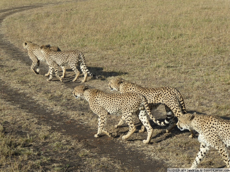 Enkewa Tented Camp - Alojamiento en Masai Mara, Kenia - Forum Eastern Africa