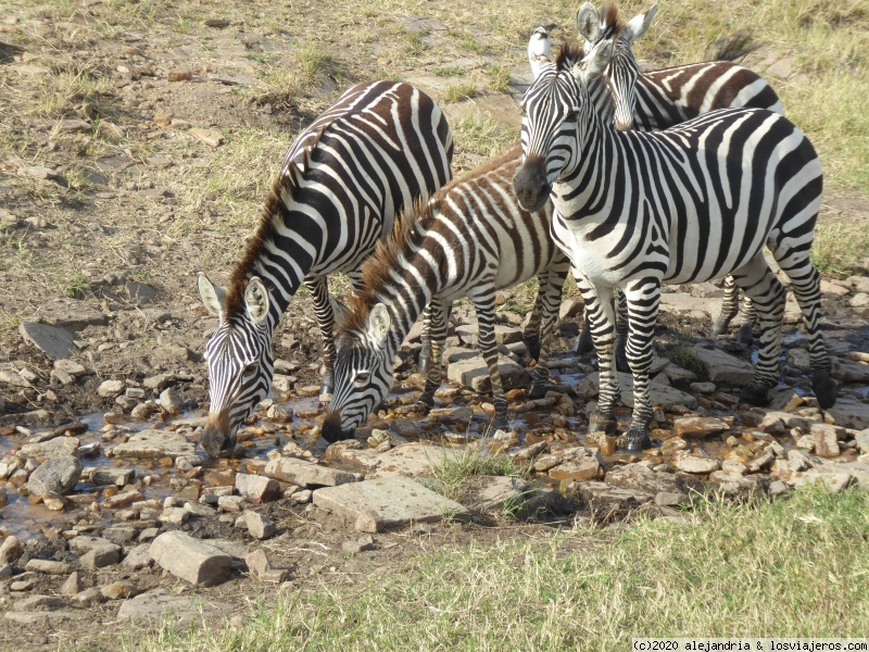 ULTIMO SAFARI EN MASAI MARA. IDILIO ENTRE LEONES. EL RINO SE DEJA VER - Un poquito de Kenia: Lagos Naivasha y Nakuru, Samburu y Masai Mara (18)