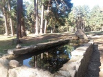 Re: Sierra de Gredos: Senda del Pinar de Navarredonda (2)