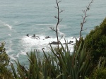 Knights Point Lookout
Knights, Point, Lookout, Tasmania, Haast, visto, desde, este, mirador, carretera, hacia