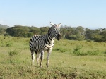 Bonita cebra Nakuru
Bonita, Nakuru, Cebra, cebra, solitario