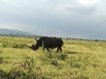 Rinoceronte Blanco
Rinoceronte, Blanco, Nakuru, blanco