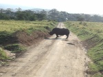 Rinoceronte en el camino