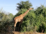 Jirafa reticulada
Jirafa, Especie, Samburu, reticulada, jirafa