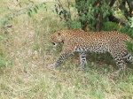 Leopardo joven hembra