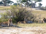 Gatitos tranquilos - PN Hwange
Gatitos, Grupo, Hwange, tranquilos, leonas, leones, macho, jóvenes, pertenecientes, grupo, felinos