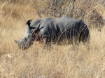Rinoceronte hembra -P.N. Matobos
Rinoceronte, Matobos, hembra, blanco, perteneciente, grupo, protegido