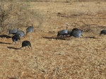 Gallinas pintadas
Gallinas, Vulturinas, Variedad, Samburu, pintadas