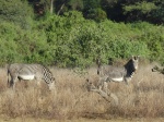 Cebras de Grevy
Cebras, Grevy, Samburu, variedad