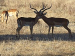 Impalas macho