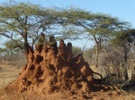 Termitero rojo
Termitero, Postal, rojo, tipica, termitero
