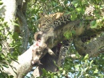 Leopardo ocupado