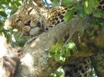 Leopardo en el arbol
Leopardo, Descanso, arbol, frugal, comida