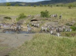 Congreso de rayas
Congreso, Cebras, Masai, Mara, rayas