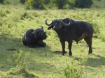 Atardecer de los bufalos
Atardecer, Masai, Mara, bufalos