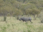 Rinoceronte negro
Rinoceronte, Masai, Mara, negro, pocos