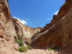 En la senda a Capitol Gorge